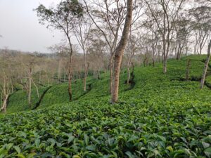 インドの茶葉農園