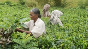 スリランカの茶葉農園